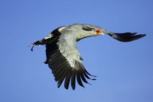 sec bird